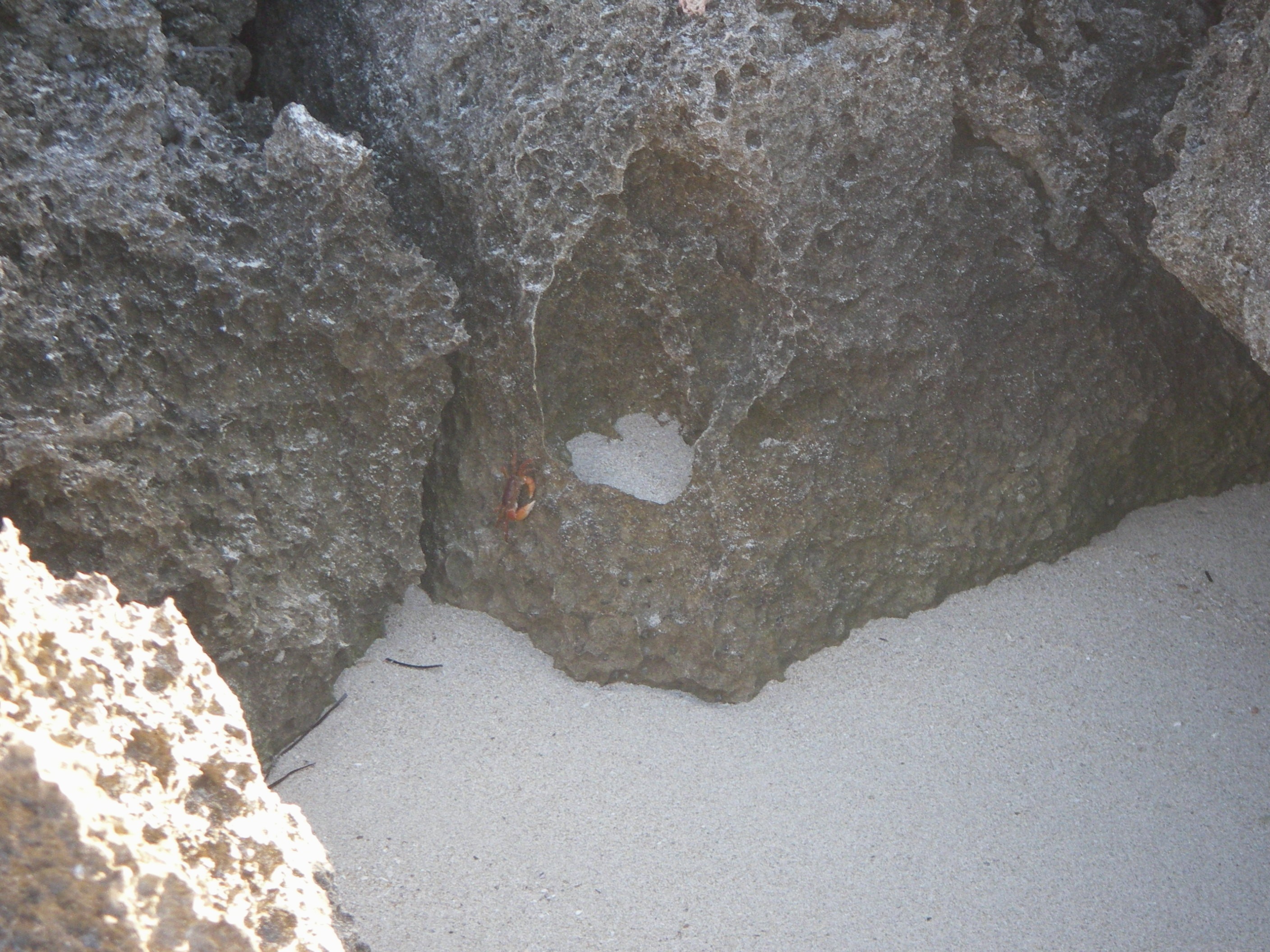 a crab climbing on a rock