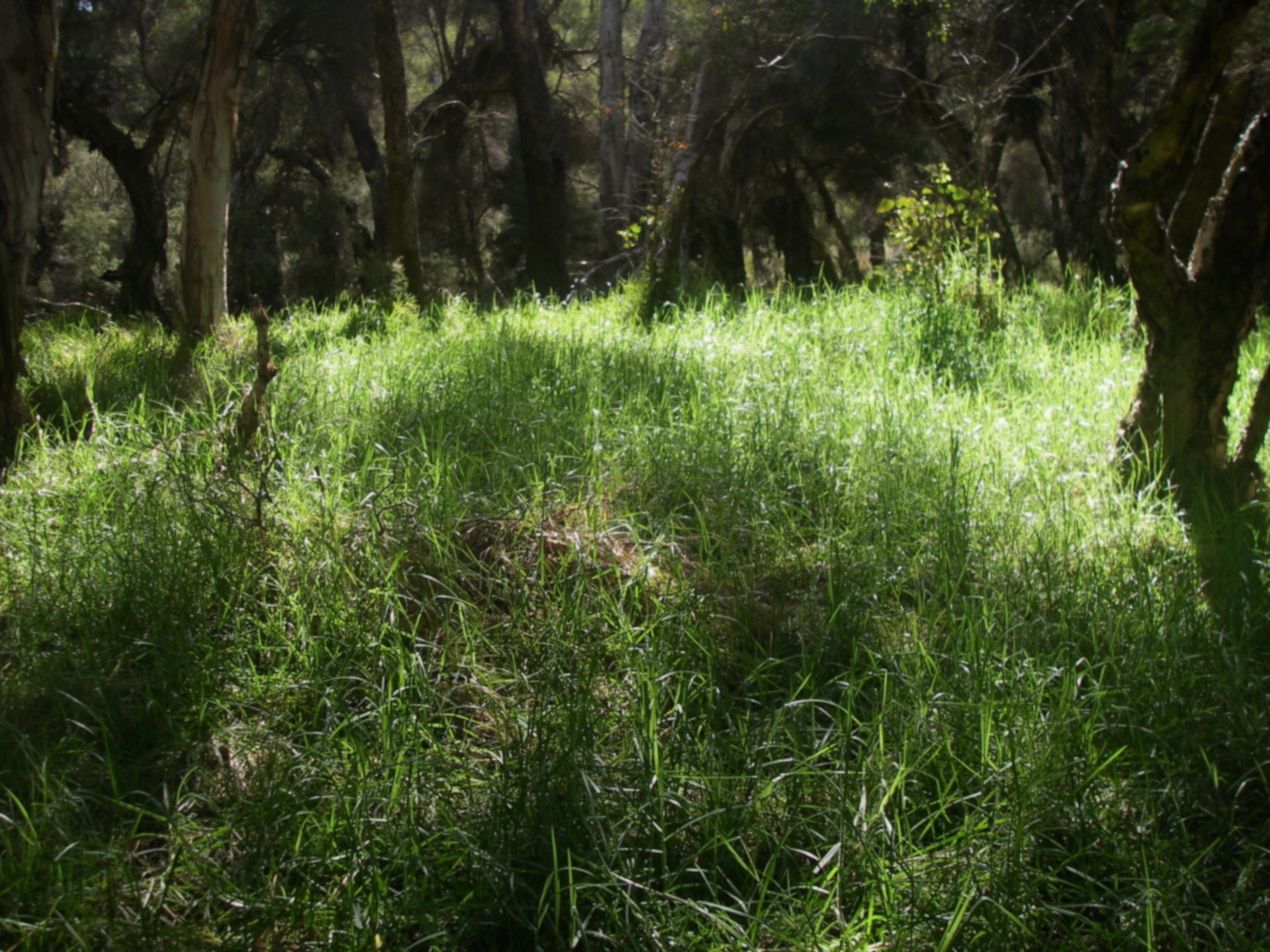 long, overgrown grass in the sun